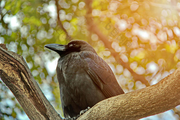 背光摄影日本乌鸦早上的树枝。