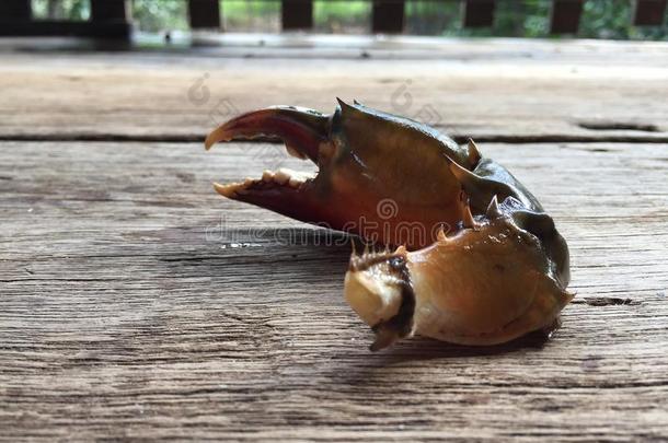 水产养殖开水亚洲的黑色蟾蜍