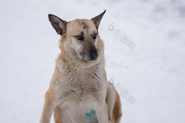 可爱极了美丽的繁殖明亮的犬科动物