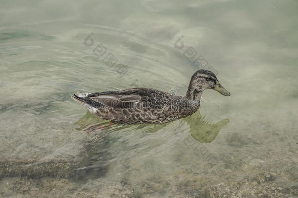 一只小鸭子在湖边游泳