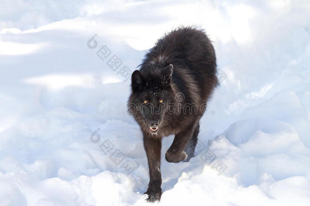 一只<strong>孤独的</strong>黑狼犬一只<strong>孤独的</strong>黑狼犬雪中，在白色背景下行走