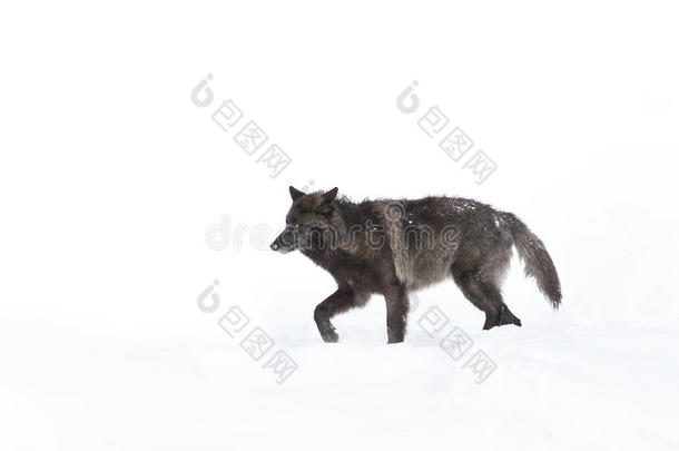 一只孤独的黑狼(；Canis狼疮)；在加拿大冬天的雪中，在白色背景上行走
