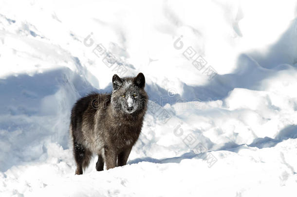 一只孤独的黑狼犬一只孤独的黑狼犬雪中，在白色背景下行走