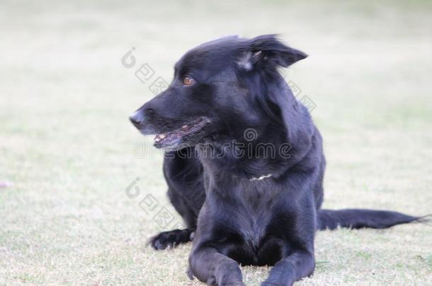 漂亮的黑狗