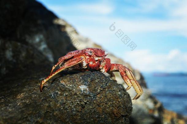 死在石头里的<strong>小螃蟹</strong>