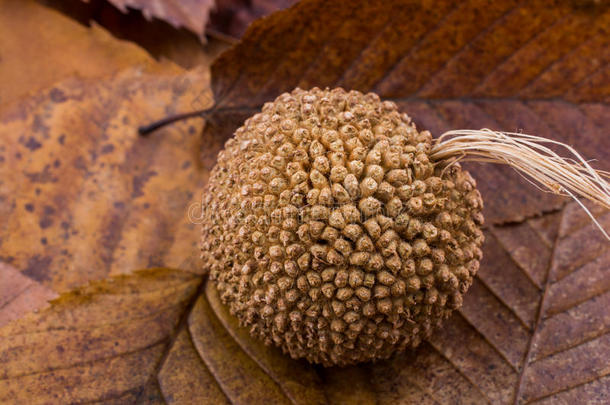 棕色荚膜在干燥的叶子上作为秋天的背景