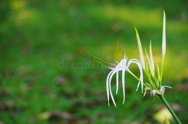 百合，积雪草，热带替代草药和装饰植物