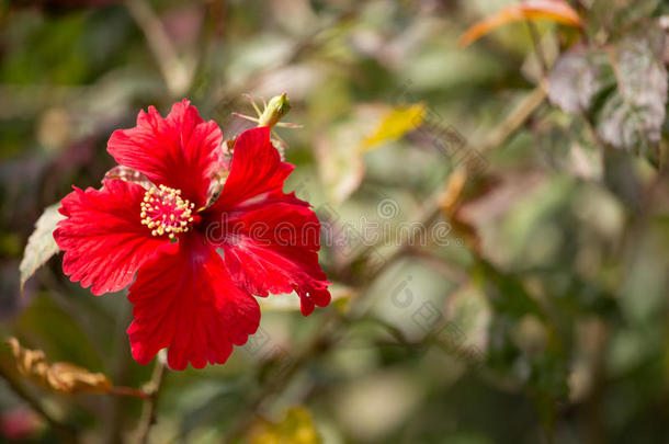 关闭红色芙蓉玫瑰或库皮