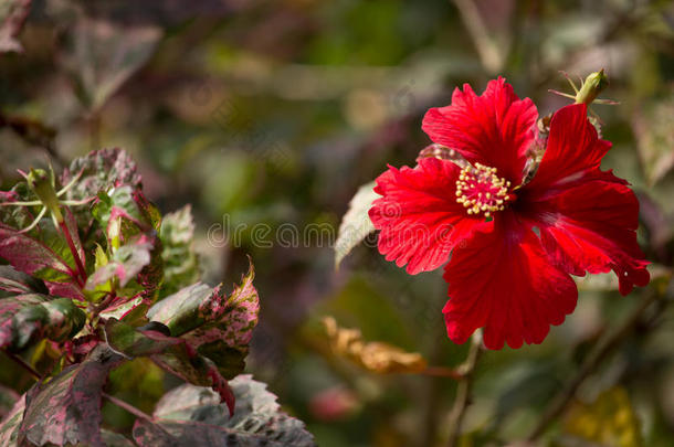 关闭红色芙蓉玫瑰或库皮