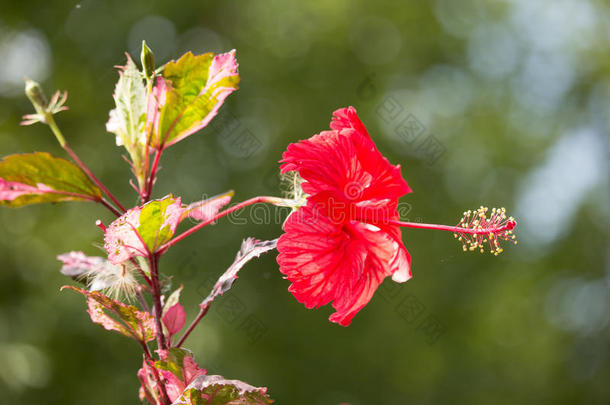 关闭红色芙蓉玫瑰或库皮