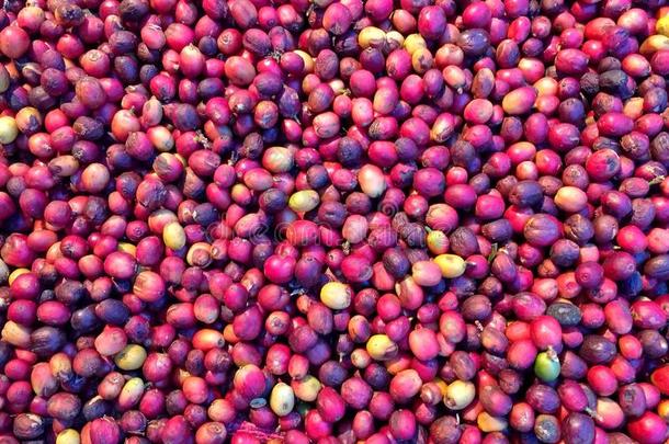 农业阿拉比卡<strong>咖啡</strong>背景篮子豆
