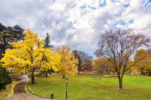 金色的秋天有黄色的树