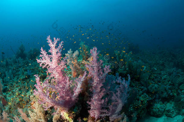珊瑚生命潜水苏丹苏丹