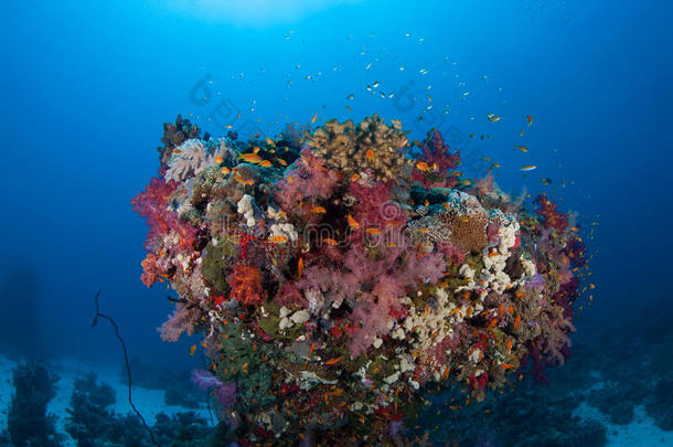 珊瑚生命潜水苏丹苏丹