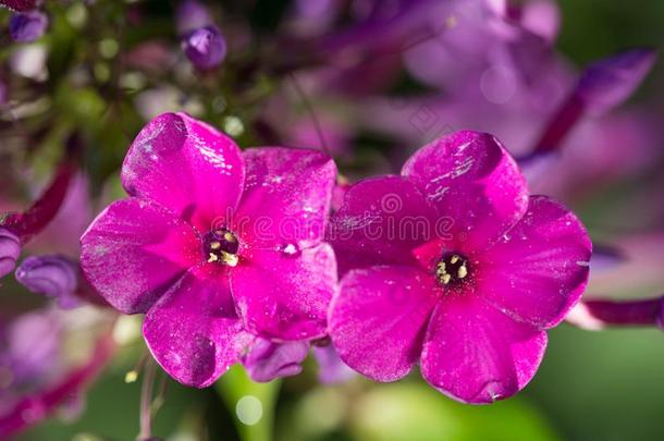 两朵粉红色的花夹竹桃，在鲜雨后有水滴。 平静的生活。 春天的背景。 外流特写宏观镜头