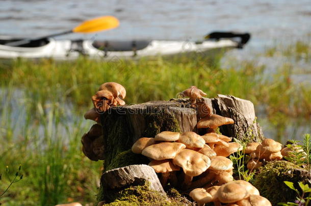 独木舟卡亚克卡雅克湖蘑菇