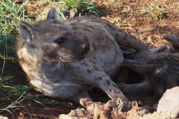 非洲食肉动物脊索动物斑鬣狗猫科动物
