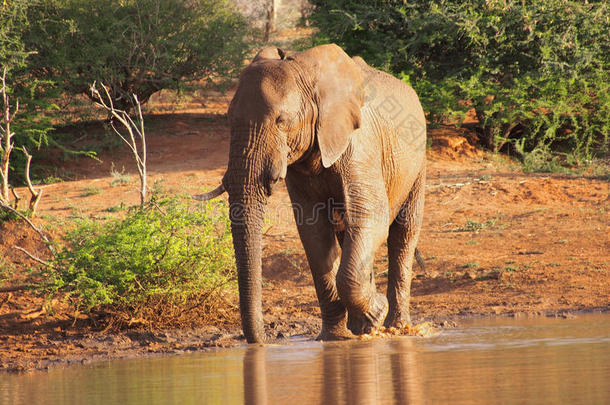 非洲丛林大象喝酒