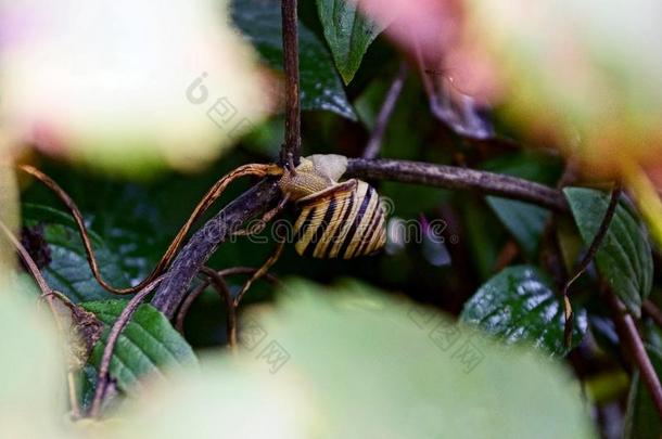 在…之间植物学分支植物区系森林