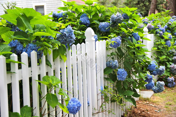 蓝色绣球的蓝色绣球花。 在远处的小屋里