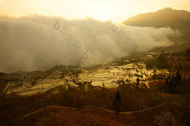 在中国日落时，一团薄雾进入并覆盖着稻田。