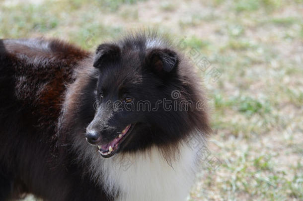 漂亮的黑白牧羊犬