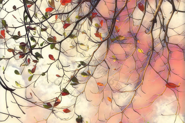 秋叶飘落数码插画。树枝剪影。