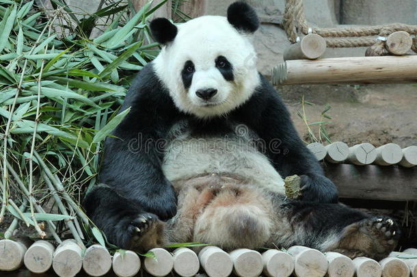 可爱极了<strong>大熊猫</strong>动物亚洲的观众