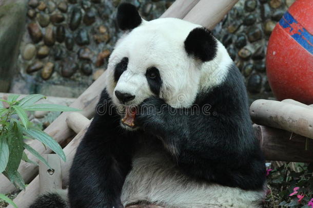 可爱极了大熊猫动物亚洲的观众