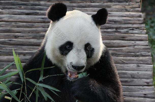 可爱极了<strong>大熊猫</strong>和动物亚洲的