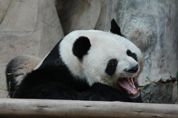 可爱极了<strong>大熊猫</strong>动物亚洲<strong>的</strong>竹子
