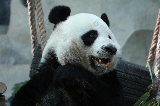 可爱极了<strong>大熊猫</strong>动物亚洲的观众