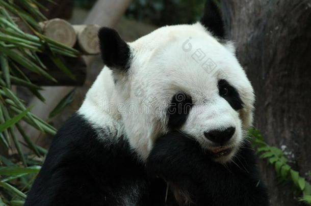可爱极了大熊猫动物亚洲的观众