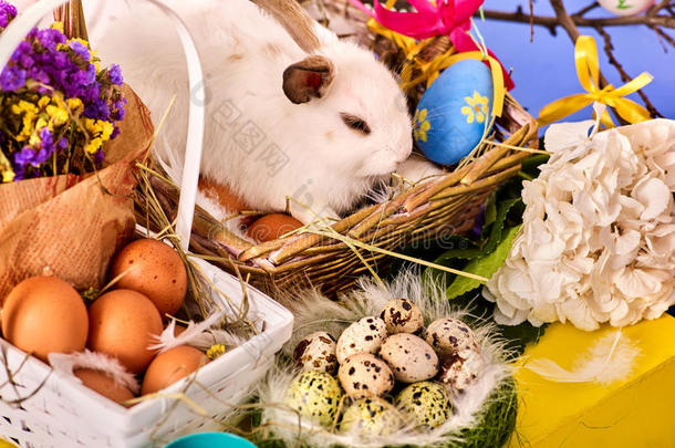 复活节兔子和鸡蛋。 兔子在春天的假日花中。