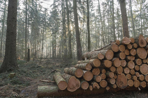 在绿色森林中<strong>砍伐</strong>和堆放松树木材
