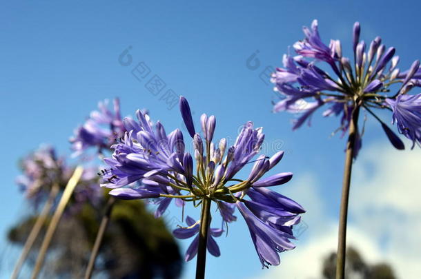尼罗河百合的特写照片，也称为非洲蓝色百合花