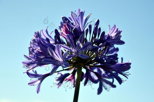 尼罗河百合的特写照片，也称为非洲蓝色百合花