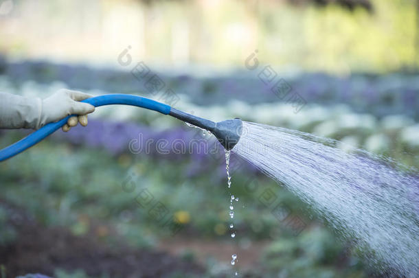 园丁在自然背景下给植物浇水