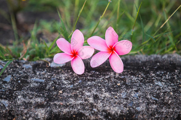 美丽甜美的粉红色梅花，盛开，概念为背景纹理。