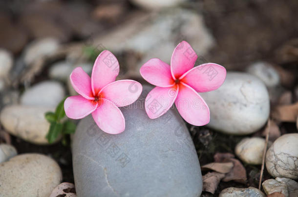 美丽甜美的粉红色梅花，盛开，概念为背景纹理。