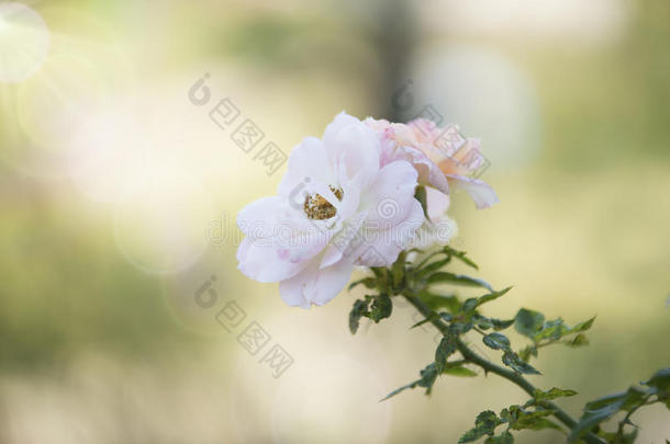 芳香艺术背景美丽的美女