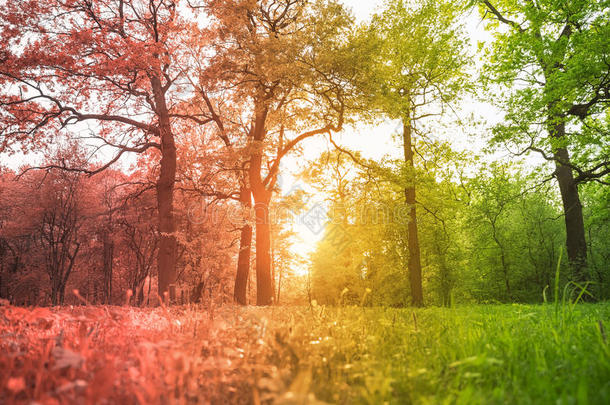 公园里的草和树照亮了背光的阳光，在红绿色的梯度上色调