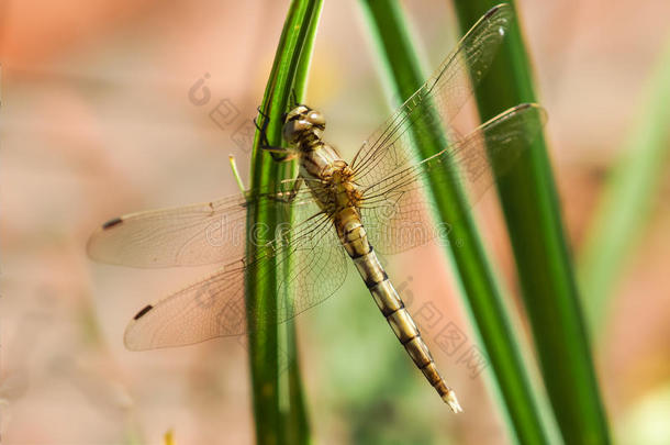 蜻蜓黄色拿铁。 交感神经瓣坐在绿色的草地上