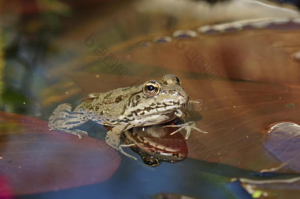 青蛙坐在池塘里的百合垫上，反射在水的镜子里