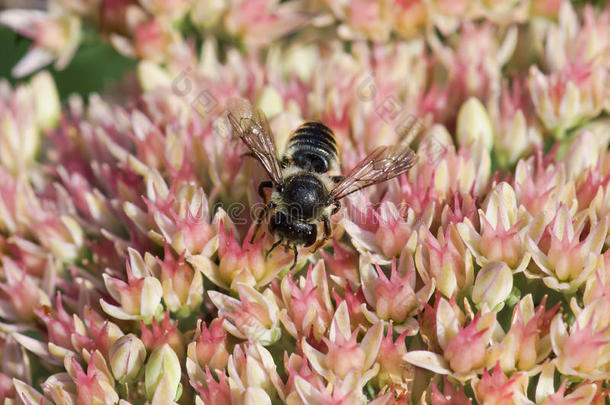 蜂科的蜜蜂稳定子目的膜翅目昆虫上的一种花，突出的LAT。 希洛特