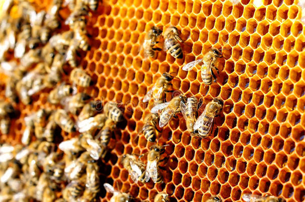 蜜蜂在蜂巢上工作。 蜂蜜细胞模式。 养蜂业。