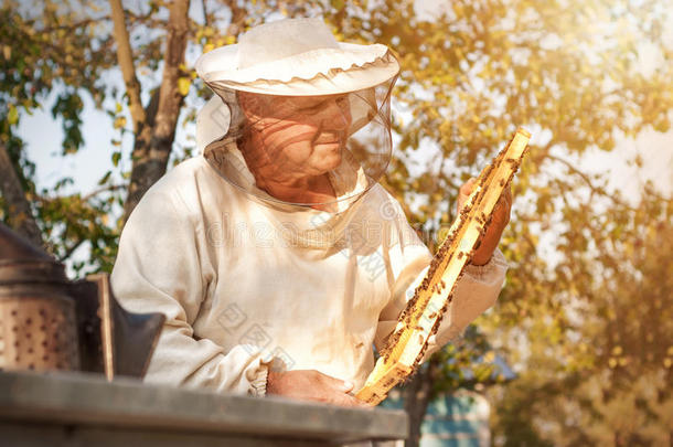 养蜂人正在养蜂场上的蜜蜂和蜂箱。 养蜂业。