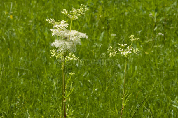 药剂师开花盛开波基特写镜头