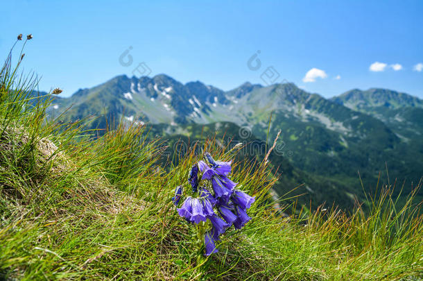 山上的钟花