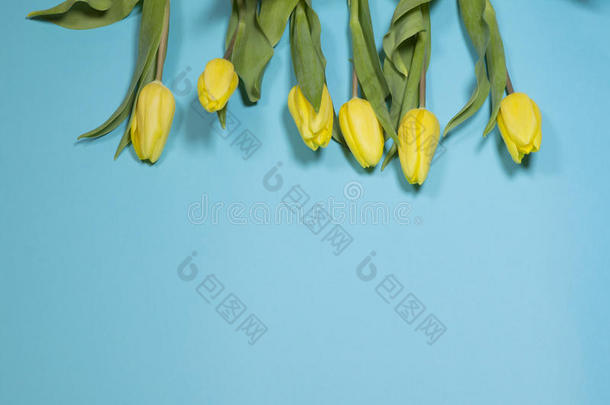 蓝色背景上的黄色郁金香